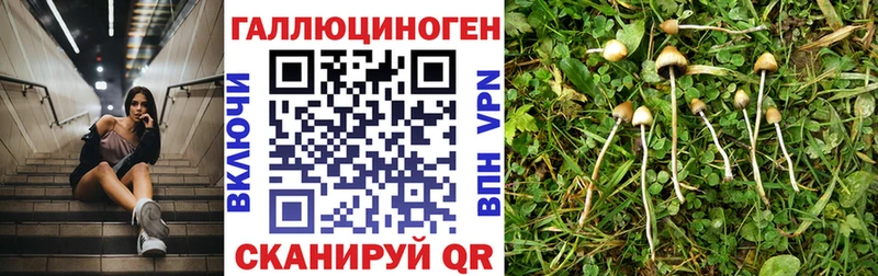 купить наркотик  Байкальск  Галлюциногенные грибы Psilocybine cubensis 